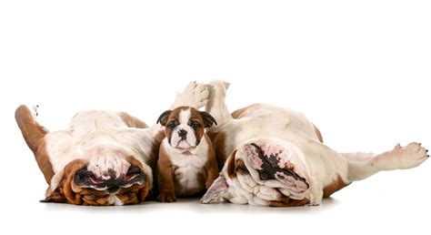 Fonds Decran Chien Fond Blanc Trois 3 Bulldog Chiot Drole Animaux