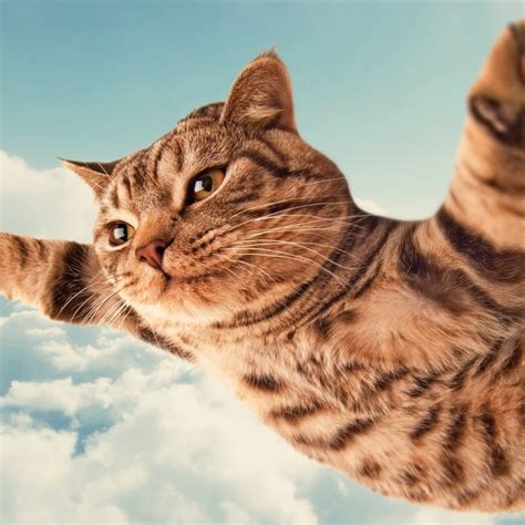 10 Top Funny Cat Desktop Wallpaper Full Hd 1080p For Pc