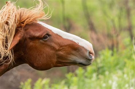 Badass Horse Names 233 Ideas Equine Desire