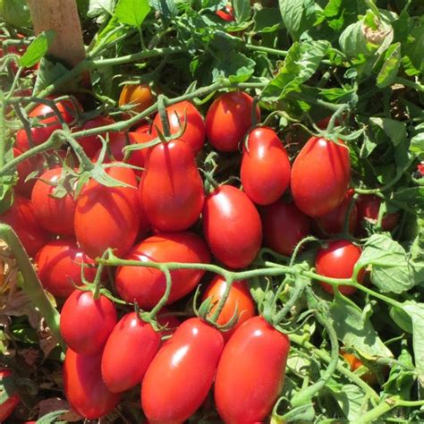 Roma Tomato Seeds Determinate Italian Plum Tomatoes Pomodoro Etsy