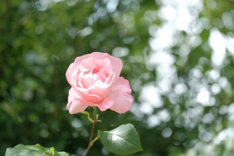 Beautiful Rose Free Stock Photo Public Domain Pictures