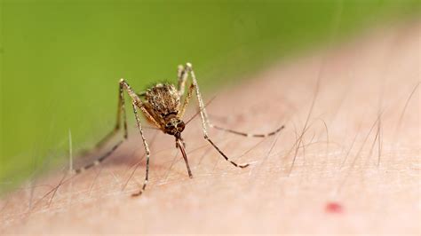 How Easily And When Can Mosquitoes Bite Through Clothes