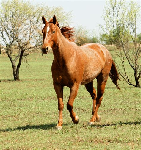 Filered Roan Horse Trotting Wikimedia Commons