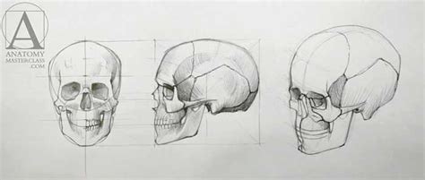 How To Draw A Skull Anatomy Master Class Anatomy Master Class