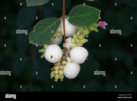 Symphoricarpos Albus Differently Ripened Fruits Of A Snowberry Bush