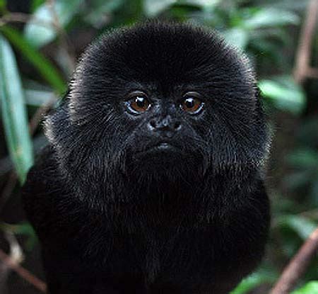 Not a horseman, but wears spurs. Geoldi's Marmoset - Little Black Monkey Hiding In the ...