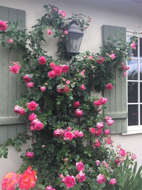 Pretty In Pink Eden Rose Gardening Garden Diy Home Flowers Roses
