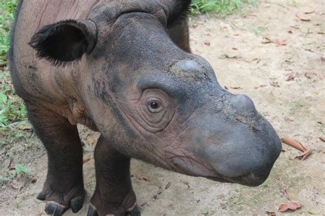 Published in berita inovasi & kualiti. Signoff on rhino sperm transfer between Indonesia ...