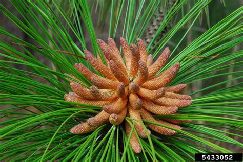 Longleaf Pine Pinus Palustris