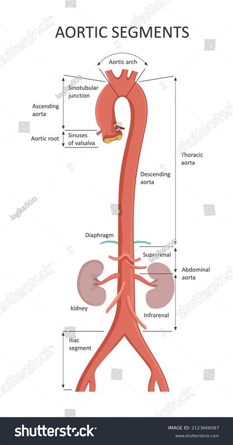 Aortic Segments Diagrams Depicting Ascending Aorta Stock Vektor