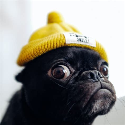 Pug In Yellow Hat Kooky Pugs