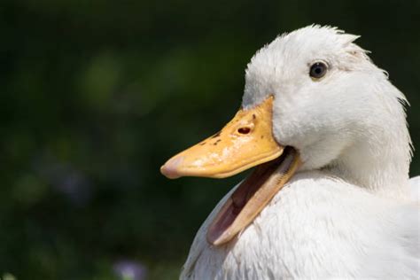 This white duck is very similar to our native mallard in size and behavior. Top 60 American Pekin Duck Stock Photos, Pictures, and ...
