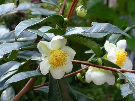 Camellia Sinensis Tea Bush Evergreen Shrub With Fragrant Blossom