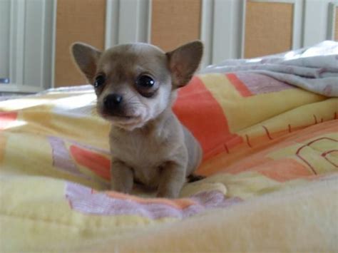 Chihuahua Puppies For Sale New York Ia 236467