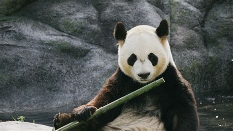 Download Wallpaper 1600x900 Panda Bamboo Stones Animal Widescreen 16