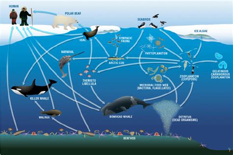 Schematic Representation Of The Canadian Arctic Marine Food Web With A