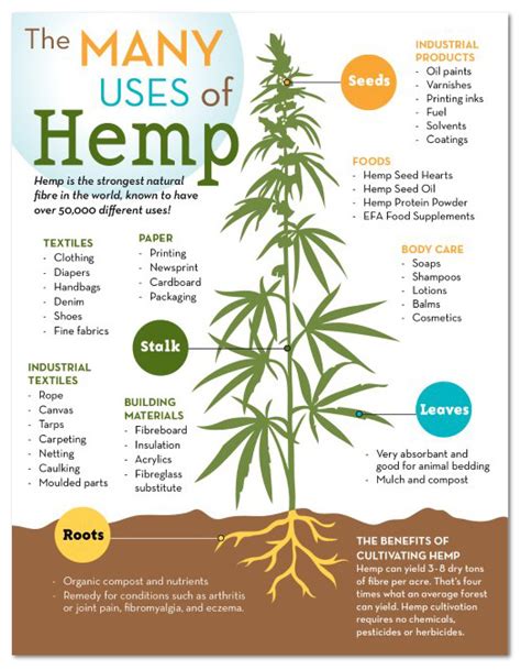 chf hemp infographic web canada hemp foods