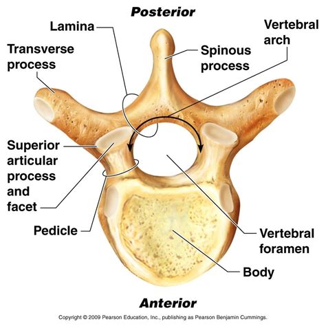 Organisation Of The Vertebral Column Diagram Quizlet