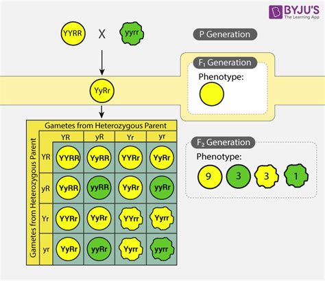 Principles Of Inheritance And Variation Important Notes For Neet Biology