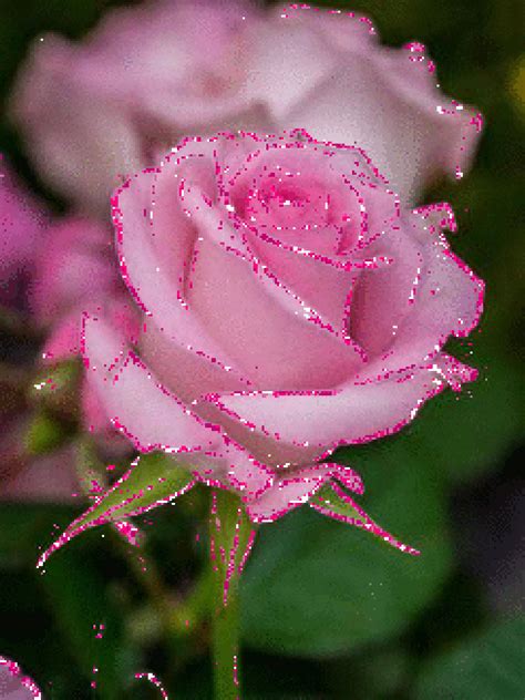 Pin By Tina On Gifs For That Special Someone Rose Flower Beautiful My