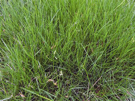 Planting And Maintaining A Fine Fescue Lawn Umn Extension