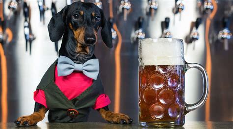 Can Dogs Drink Beer Welcome To The Sausage Dog World