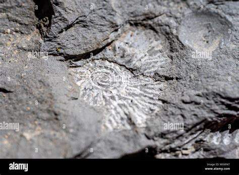 Trace Fossil Hi Res Stock Photography And Images Alamy