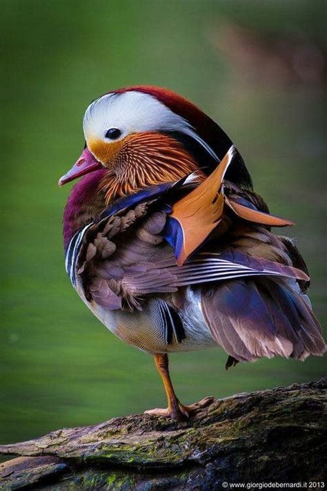97 Majestic And Unique Birds That Amaze People With Their Beauty
