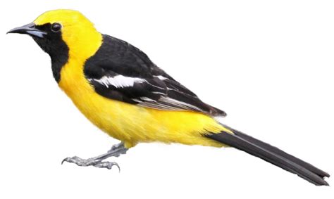 However, if this sounds like too much of a headache, you can always hire a graphic designer to do it for you (and if a designer made your logo in the first place, they absolutely should provide you with the transparent. Free Realistic Birds Cliparts, Download Free Clip Art ...