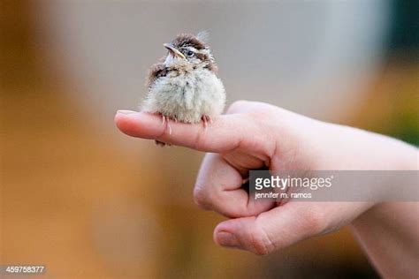 Baby Bird Hands Photos And Premium High Res Pictures Getty Images