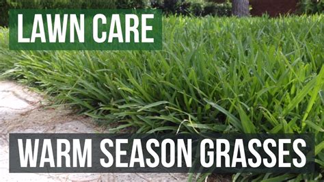 Warm Season Grasses A Lawn Care Guide Youtube