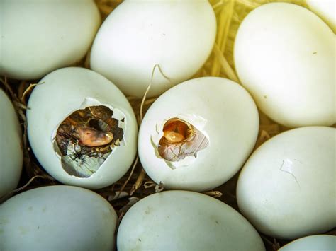 How Do Birds Eggs Hatch Full Process Explained Birdfact