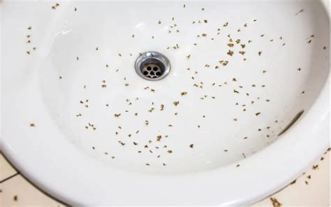 Identify Tiny Bugs In Bathroom And Get Rid Of Them For Good