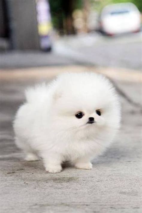 So Adorable White Pomeranian Dog Cute Fluffy Dogs Fluffy Animals