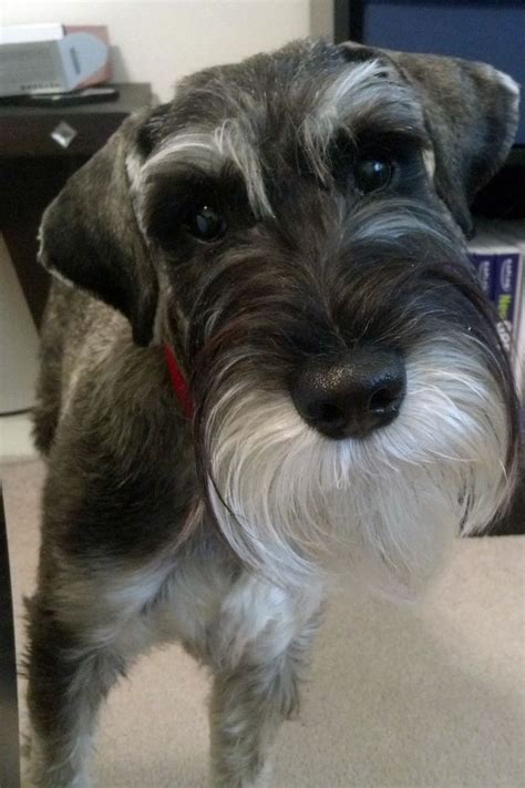 Schnauzer Grooming For A Snow White Beard Sprinkle 12 Teaspoon Of