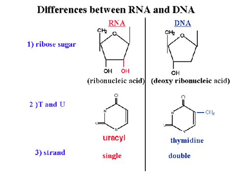 Compare The Structure And Functions Of Dna And Rna Dna Vs Rna 2019