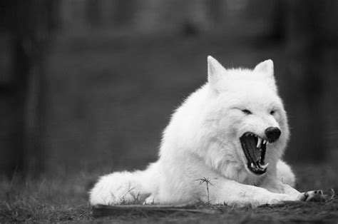 Tons of awesome wolf eyes wallpapers to download for free. wolves - Wolves Photo (20490211) - Fanpop