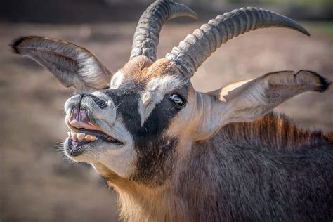 Roan Antelope — Destination Uganda Travelers