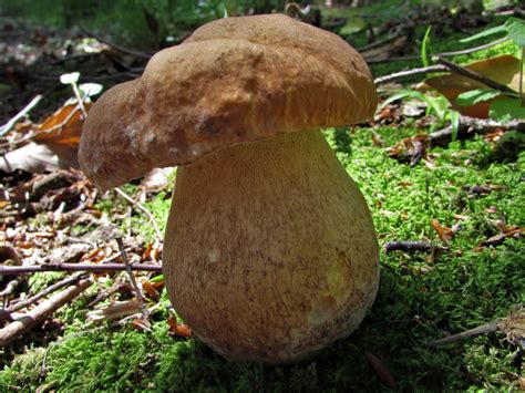 Poisonous Boletus Mushrooms All Mushroom Info