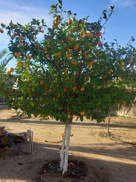 Lemon trees , mandarin trees , guava tree , grapefruit tree . Mature ...