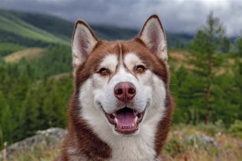 Are Red And White Huskies Rare