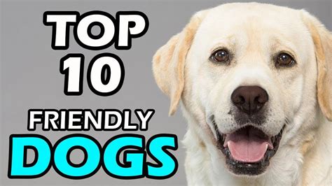 Top 10 Friendly Dog Breeds Youtube