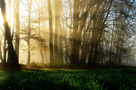 Sunbeam Going Through Trees · Free Stock Photo