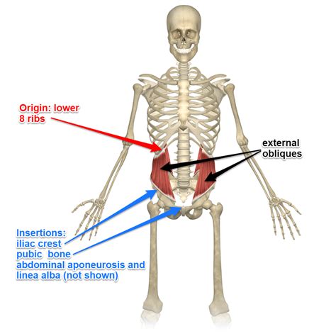External And Internal Oblique Muscles