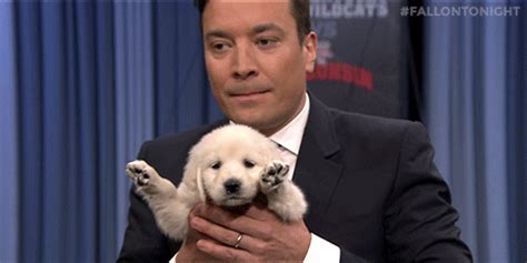 Jimmy Fallon Celebs Gif Find Share On Giphy