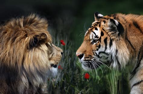 Löwe Vs Tiger Foto And Bild Tiere Zoo Wildpark And Falknerei