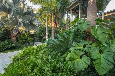 10 Shade Loving Plants Tropical Gardens Houzz