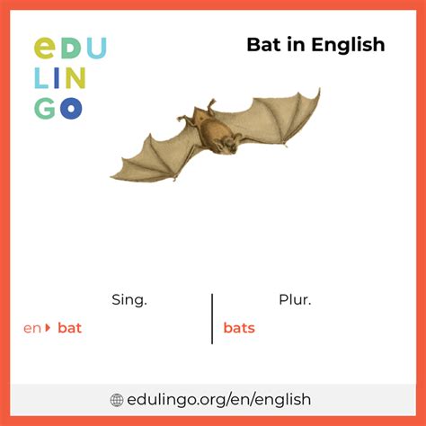 Bat In English Writing And Pronunciation With Pictures