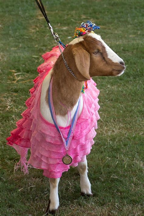 What The Well Dressed Goat Is Wearing This Season ~jane Flickr