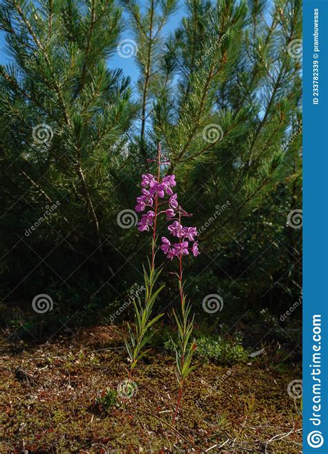 Pink Flowers Of Fireweed Chamaenerion Angustifolium Rosebay Willowherb